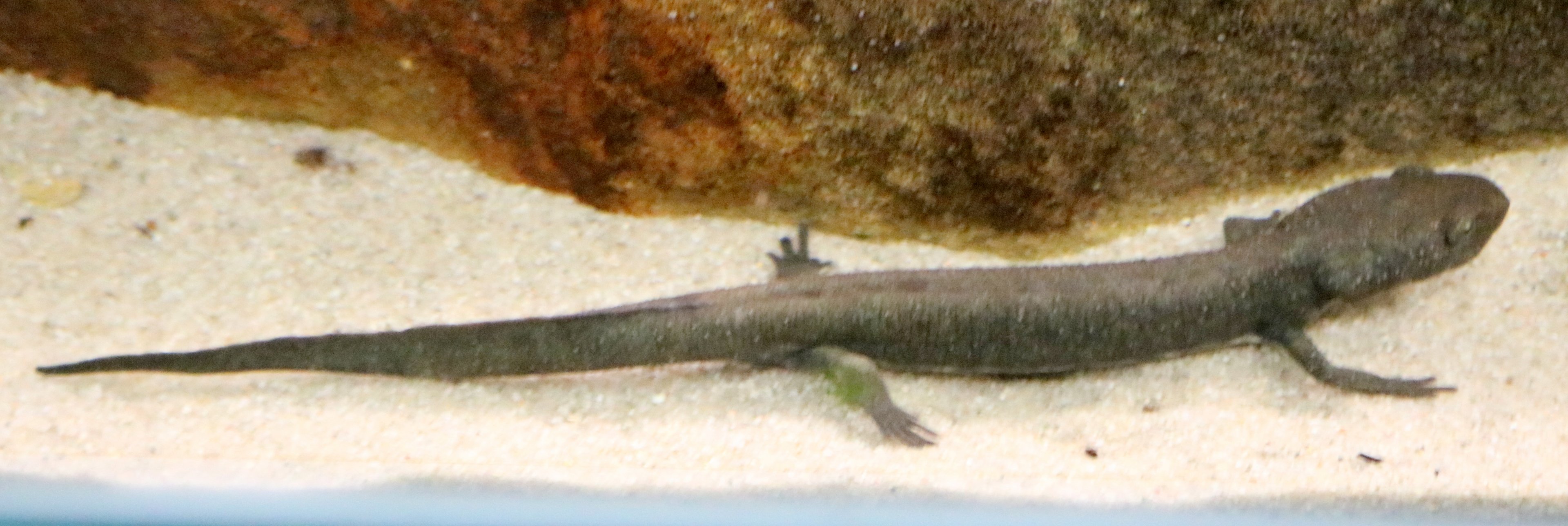 Sardinian brook salamander; London Zoo; 6th January 2020