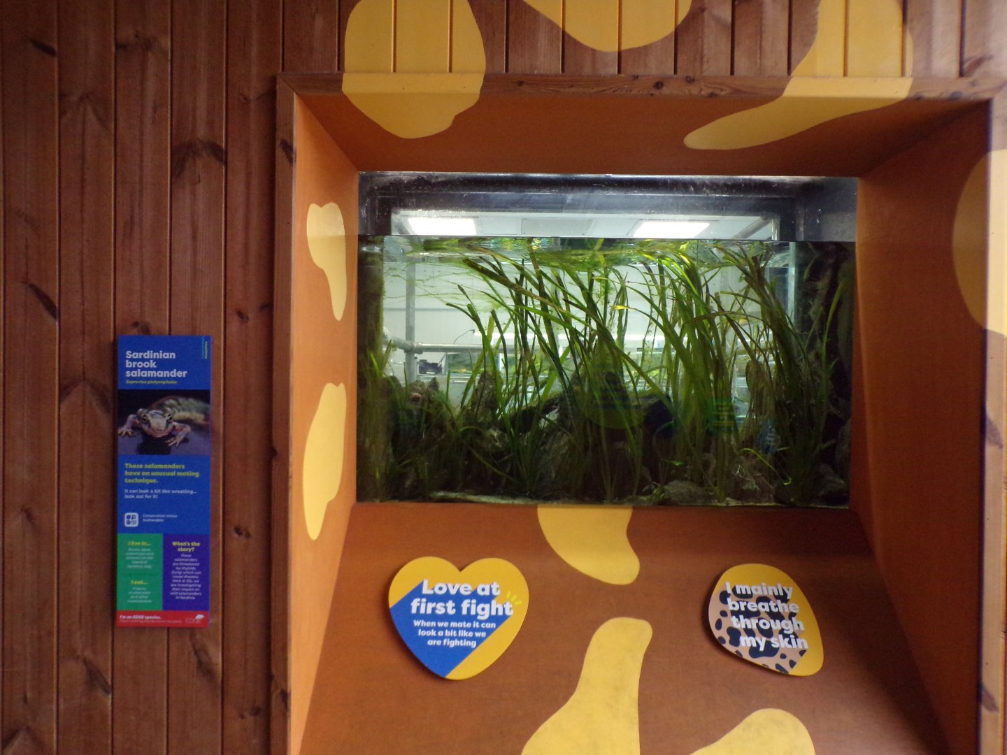 Sardinian brook salamander tank 11.2.25