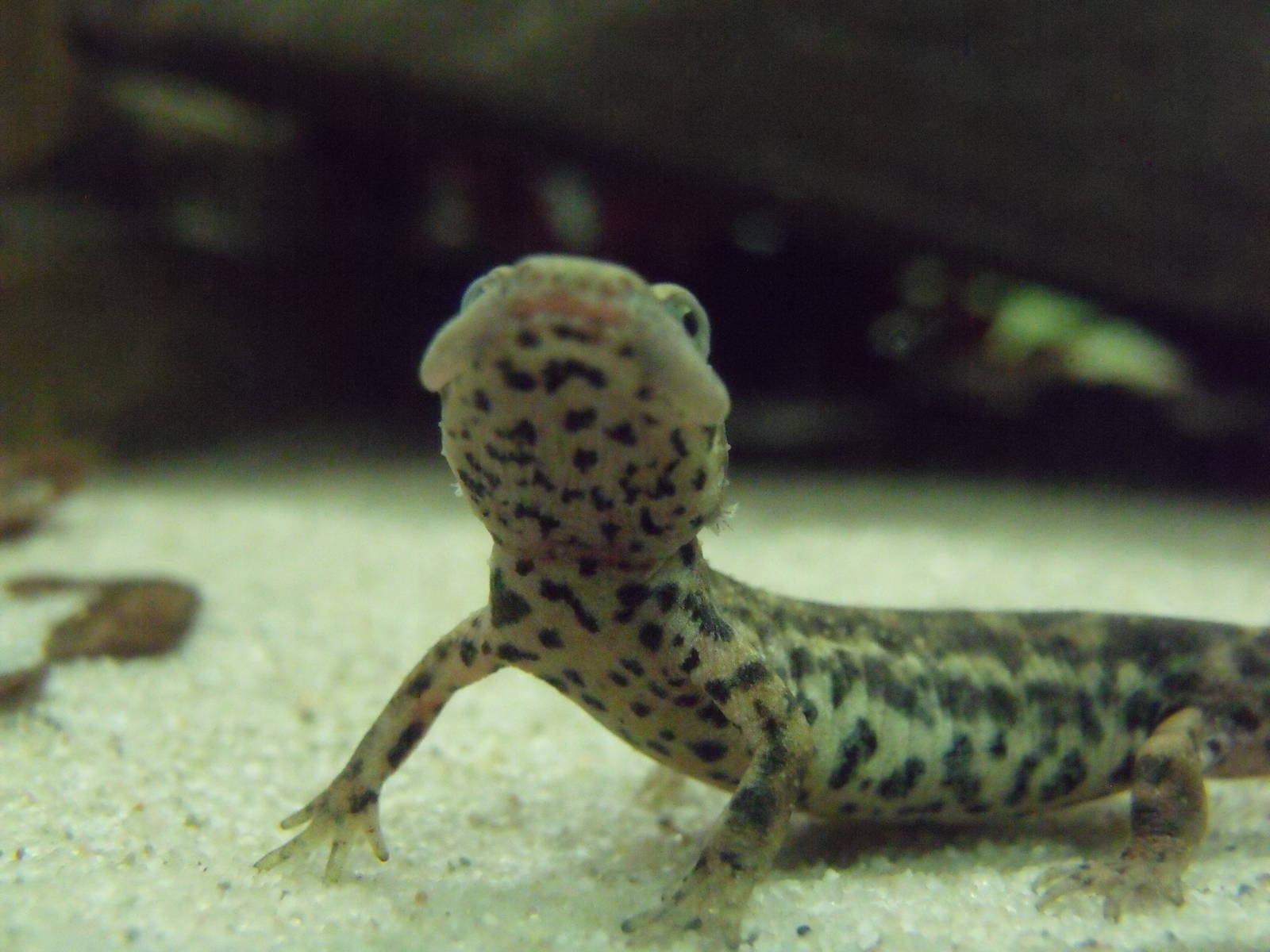 Sardinian brook salamander