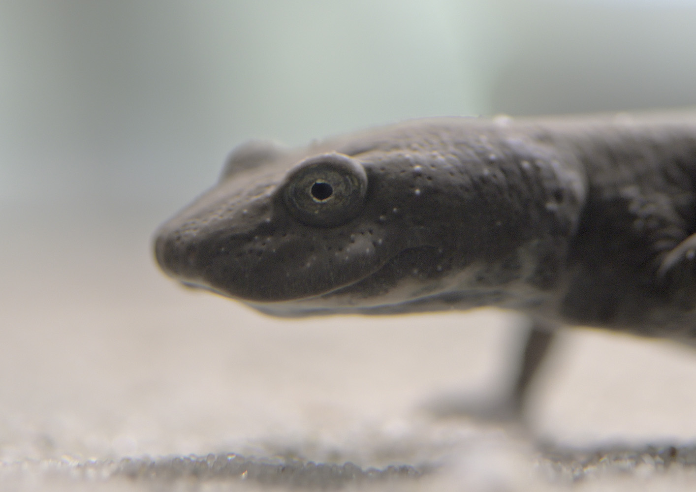 Sardinian brook salamander