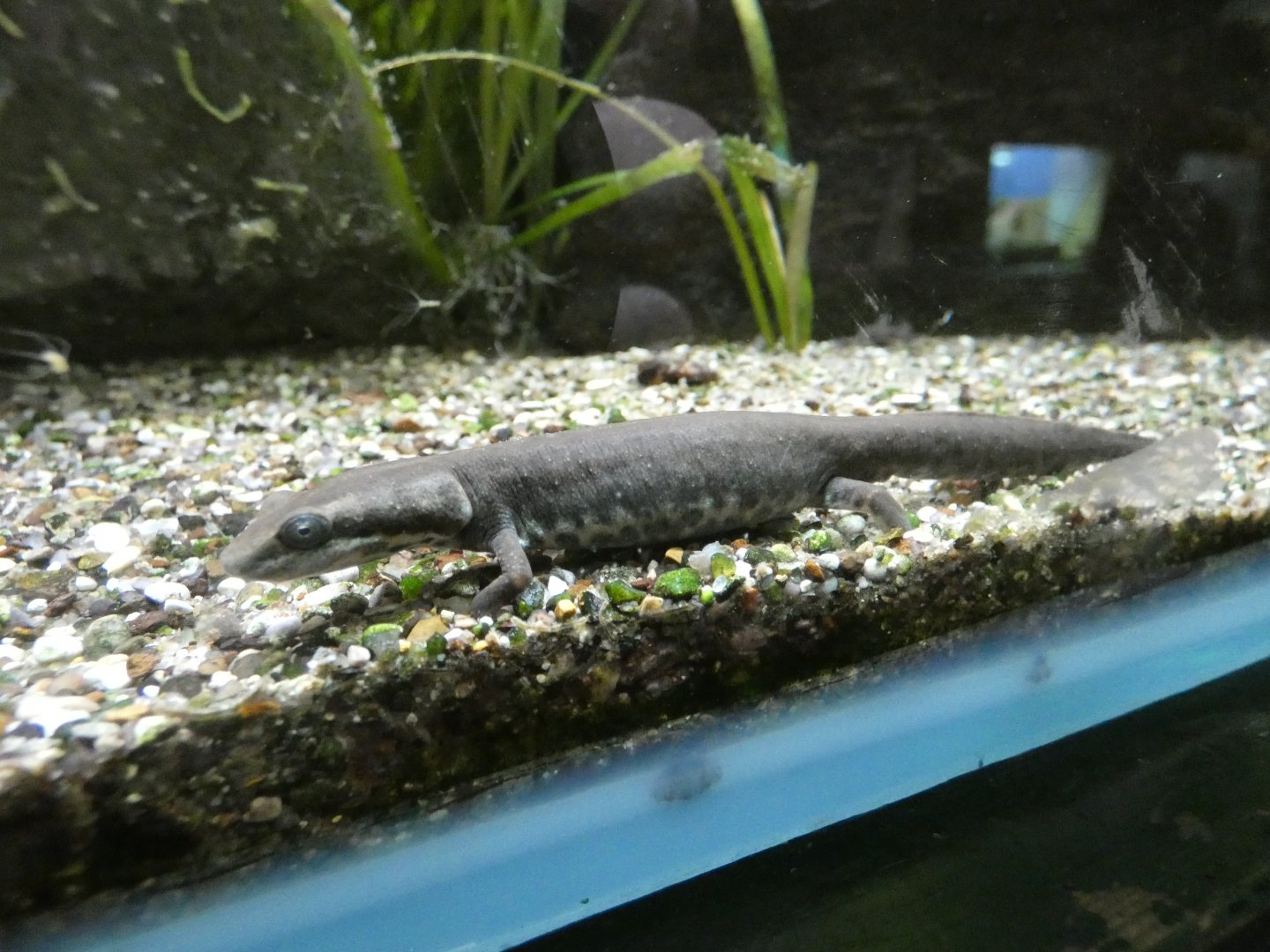 Sardinian brook salamander