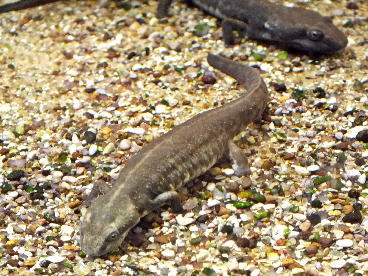 Sardinian brook salamander