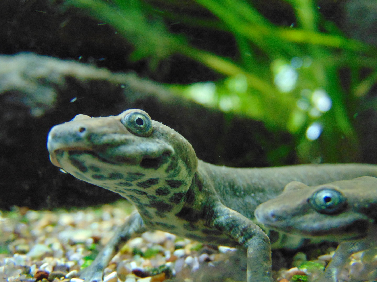 Sardinian Brook Salamander