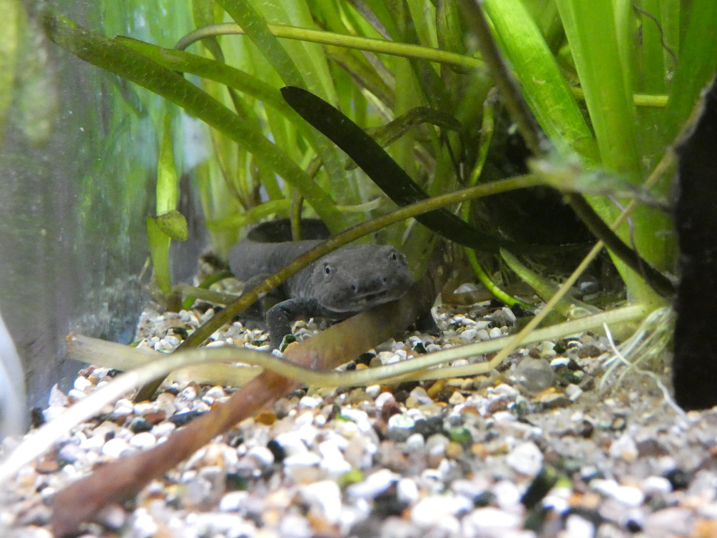 Sardinian brook salamander
