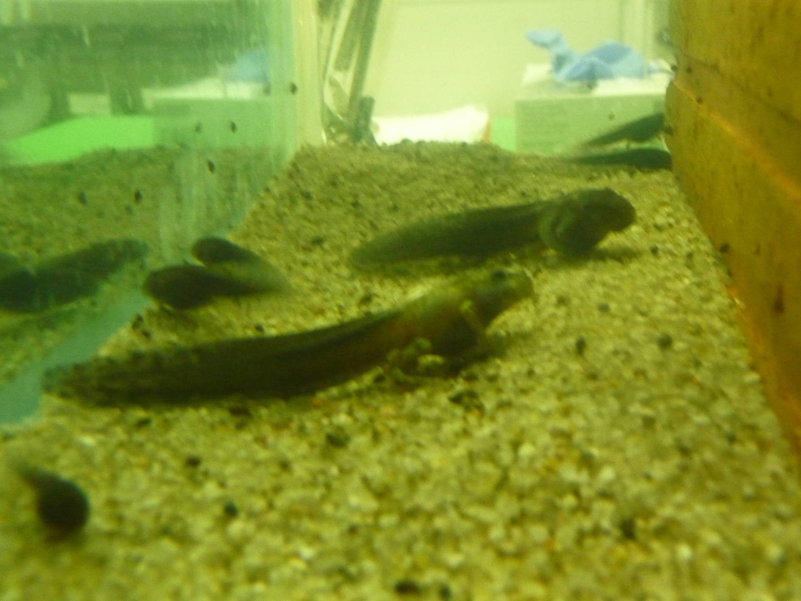 sardinian brook salamanders london zoo