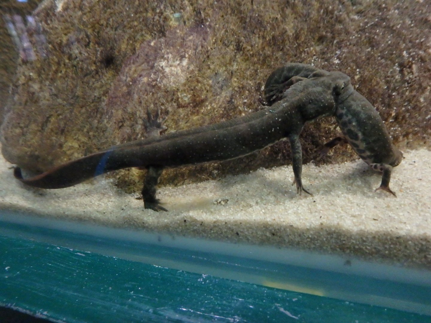 Sardinian brook salamanders