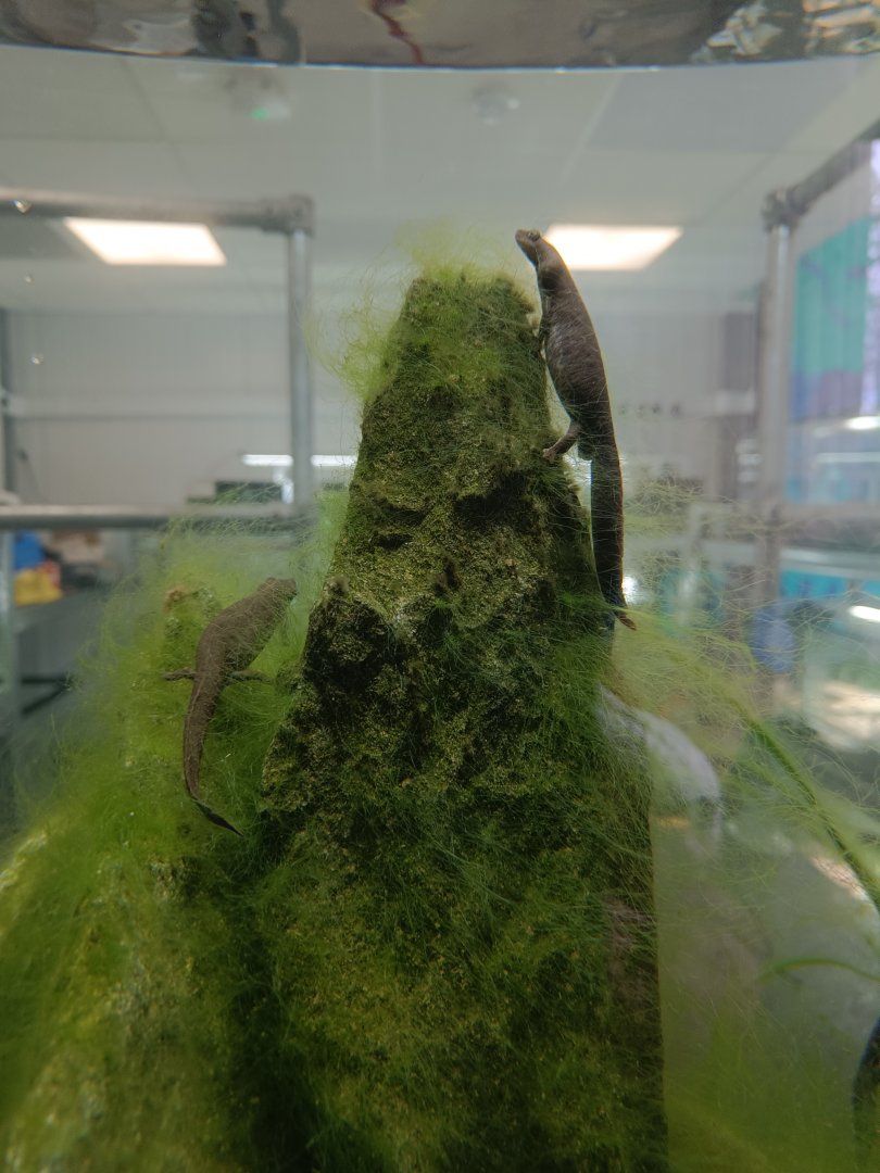 Sardinian Brook Salamanders