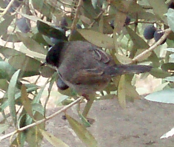 Sardinian Warbler (Sylvia melanocephala)