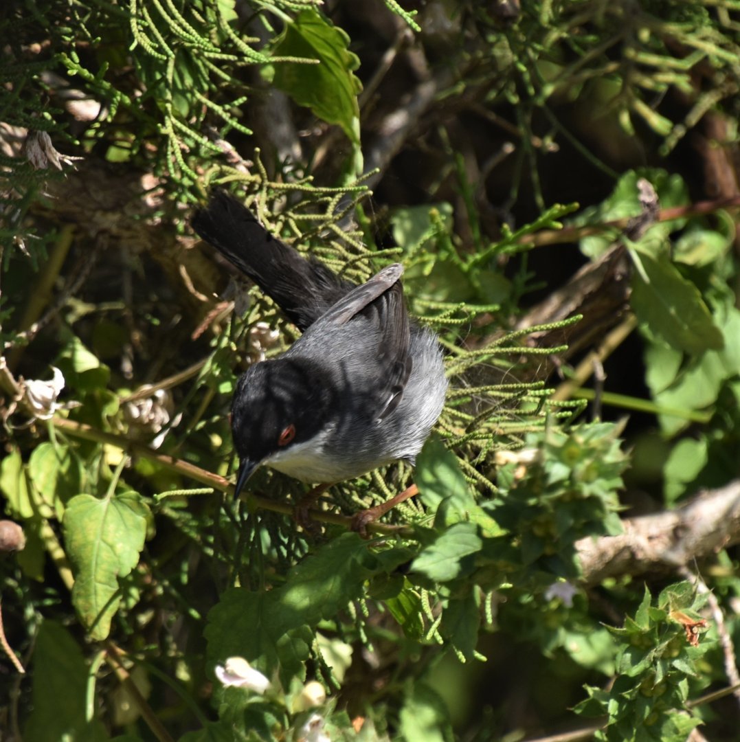 Sardinian warbler