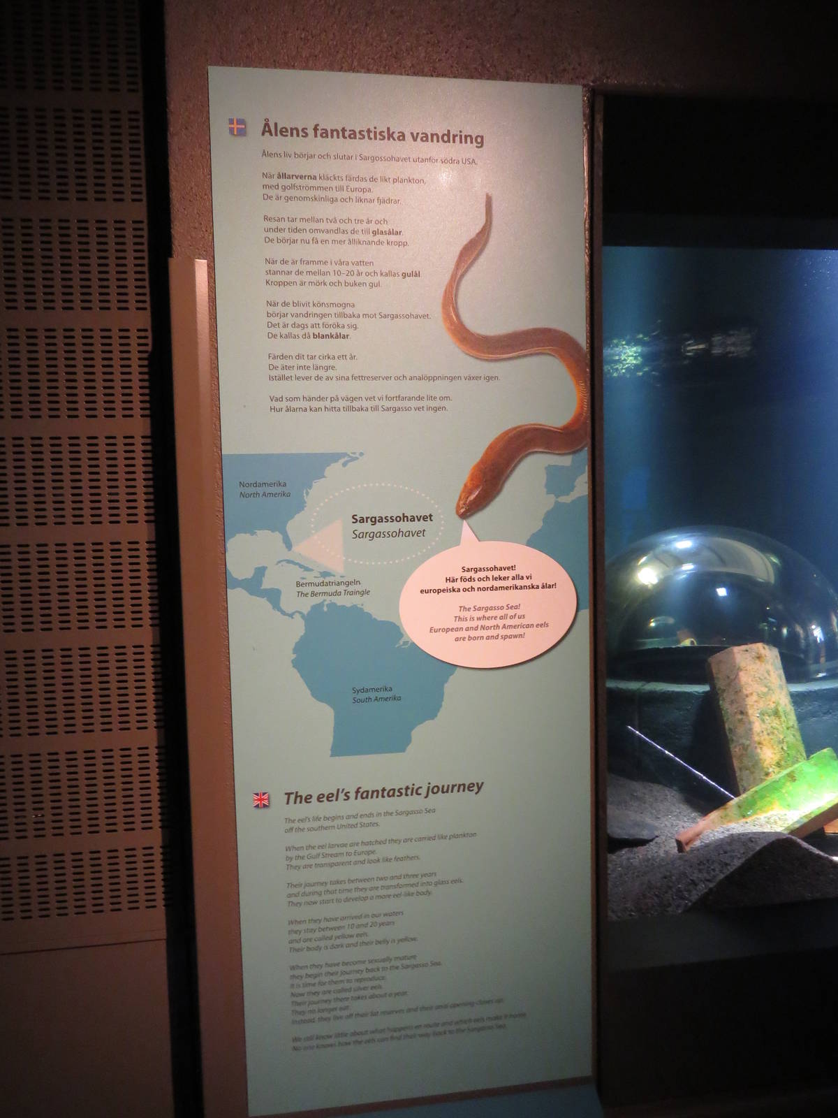 Sargasso Sea sign, June 2015