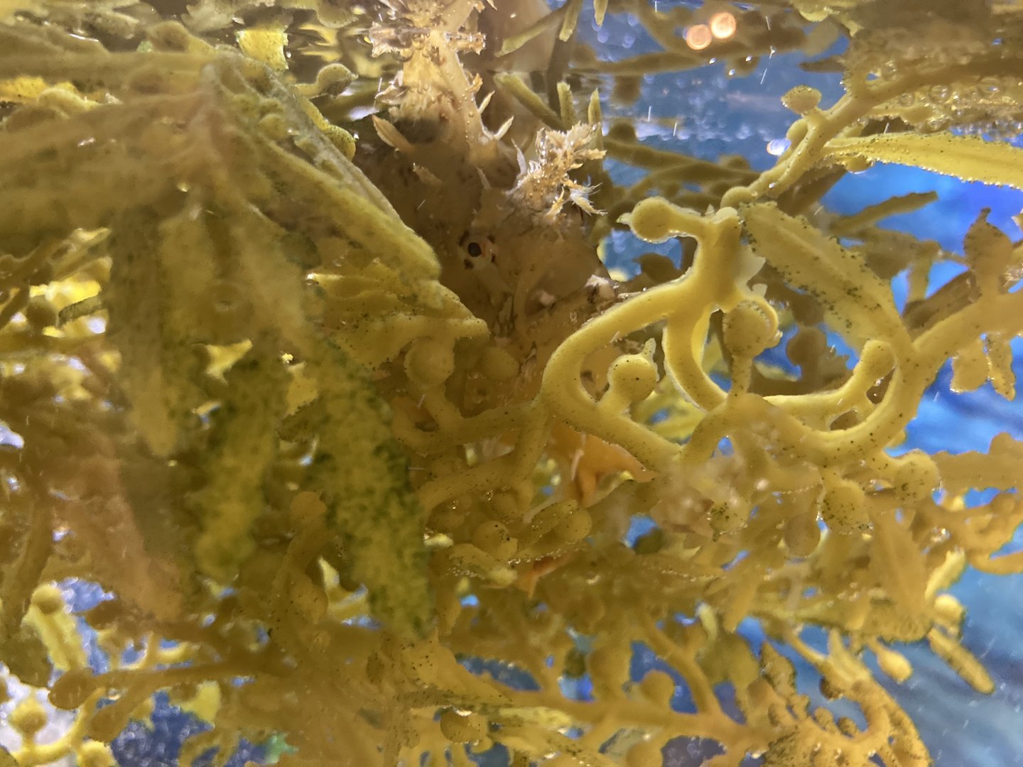 Sargassum Fish (Camouflage)