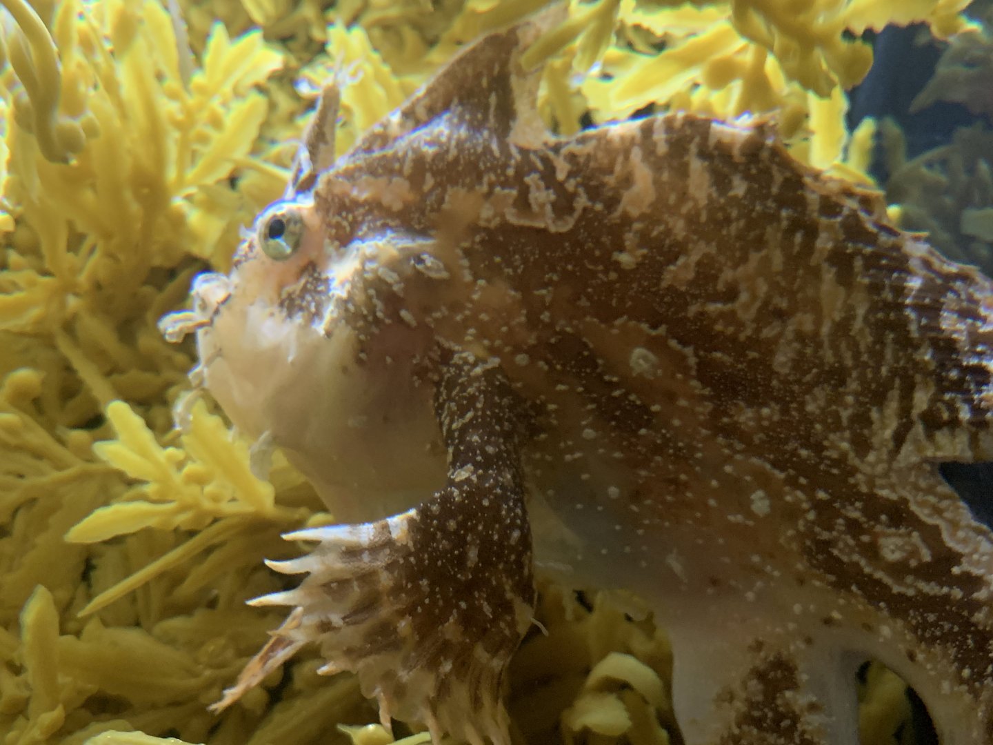 Sargassum Fish (Histrio histrio)