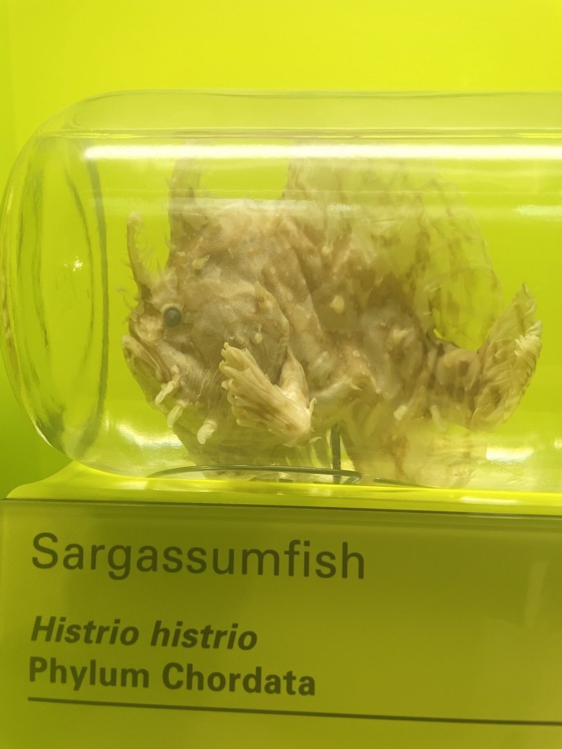 Sargassum Fish