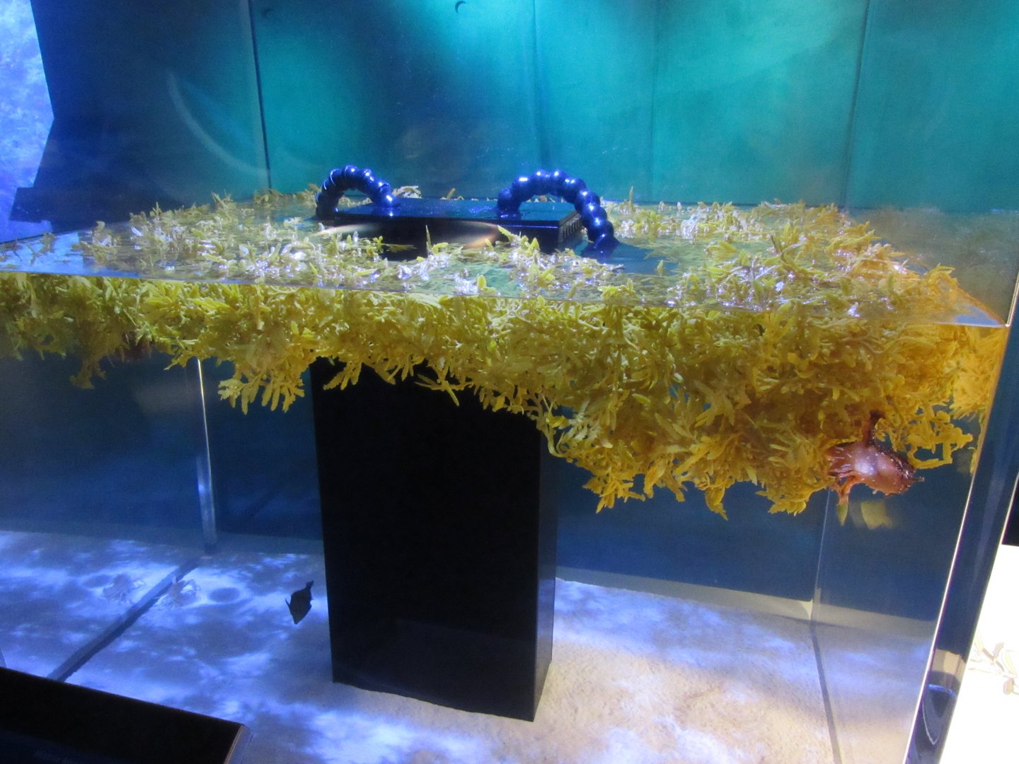 Sargassum tank