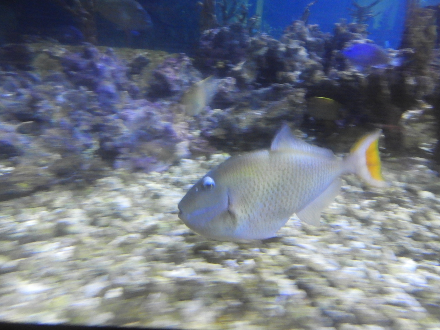 Sargassum Triggerfish (Xanthichthys ringens)