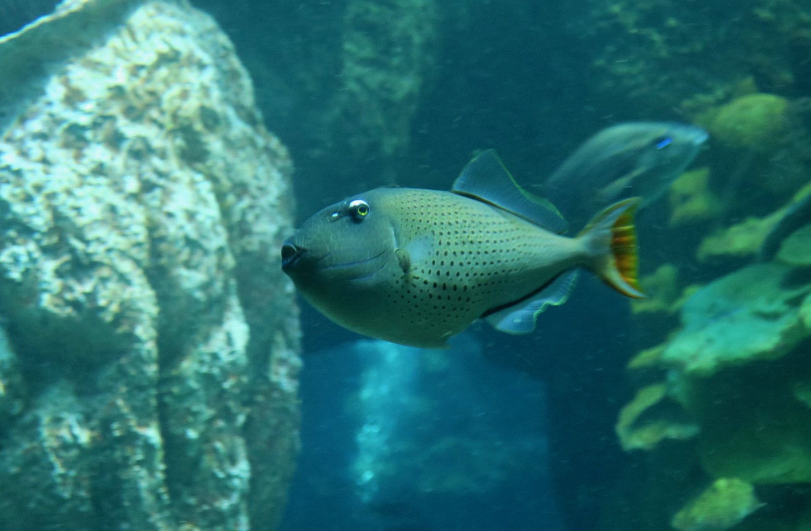 Sargassum Triggerfish (Xanthichthys ringens)