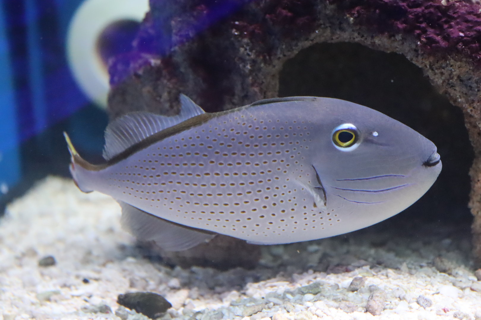 Sargassum Triggerfish (Xanthichthys ringens)