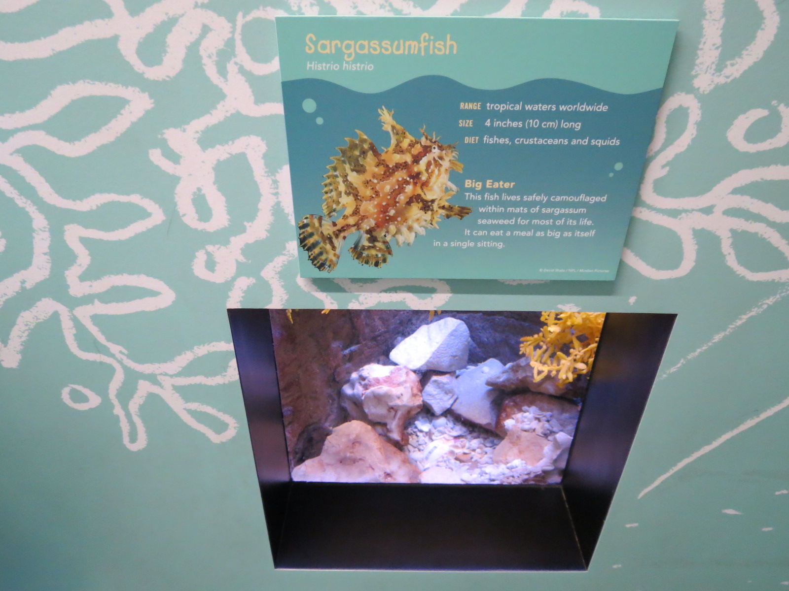 Sargassumfish Exhibit
