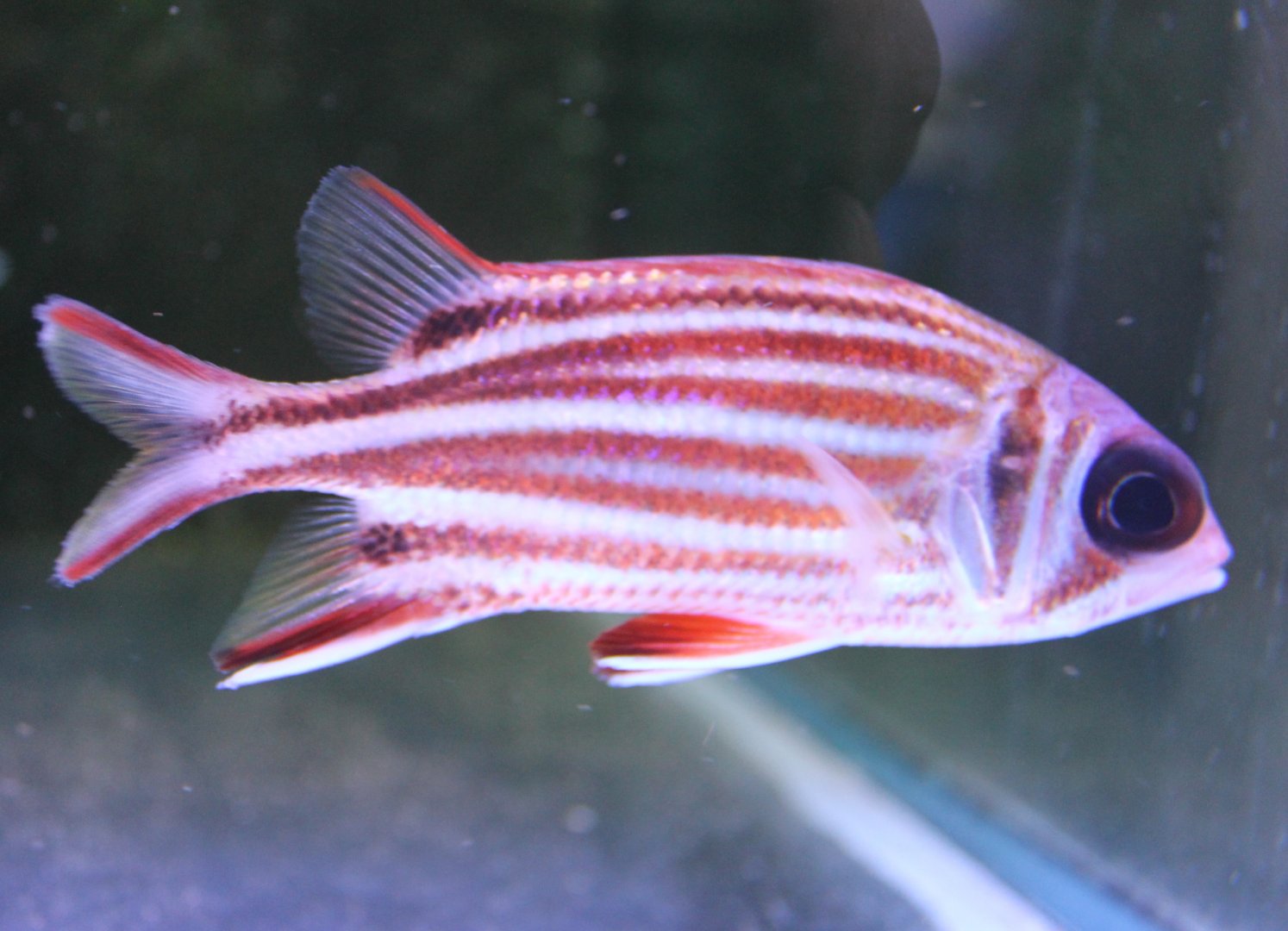 Sargocentron diadema