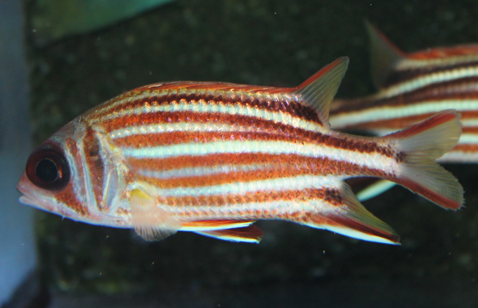 Sargocentron praslin