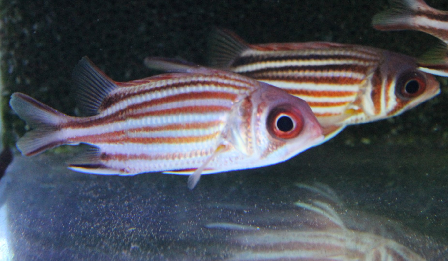 Sargocentron praslin