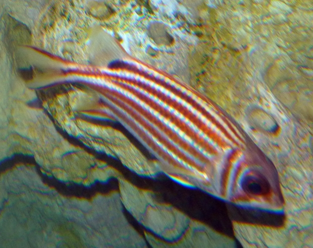 Sargocentron rubrum (ID by Great Argus)