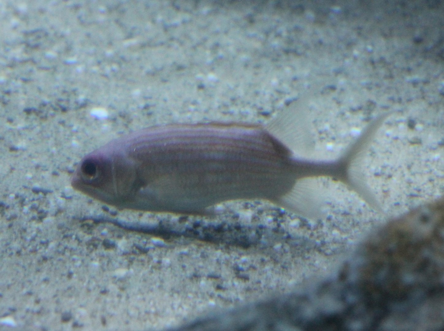 Sargocentron species