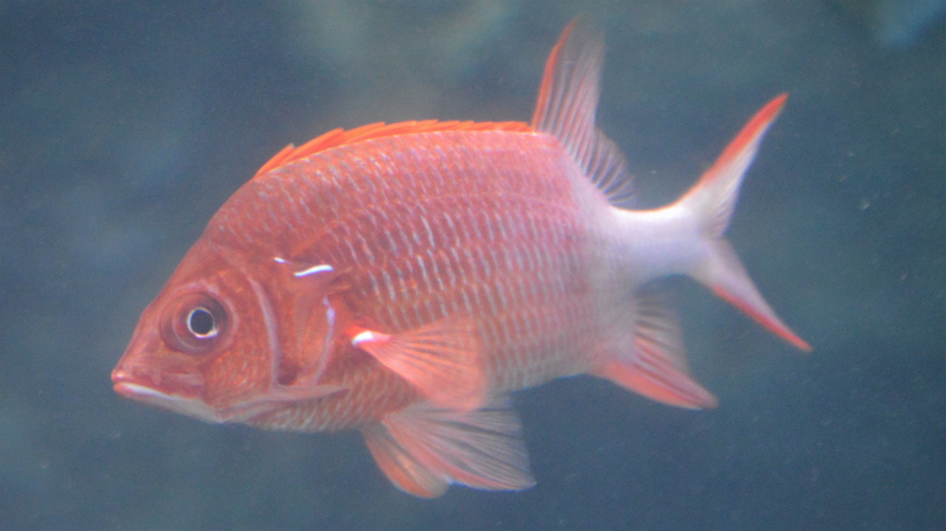 Sargocentron spiniferum