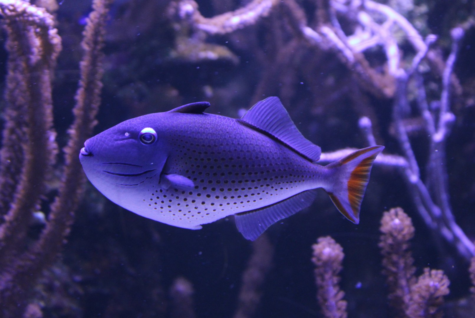 Sargossum triggerfish - Xanthichthys ringens