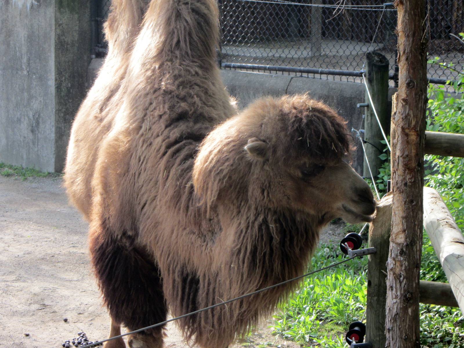 Sari the Bactrian Camel