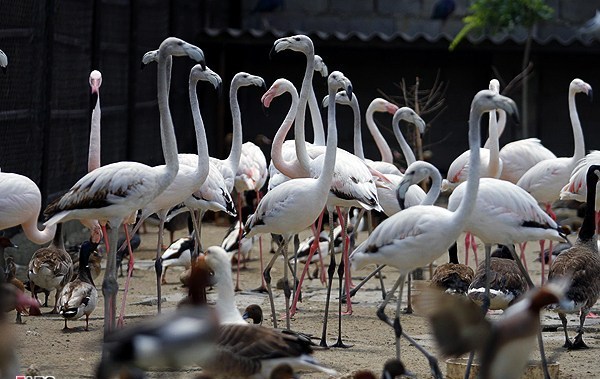 sari zoo(iran)