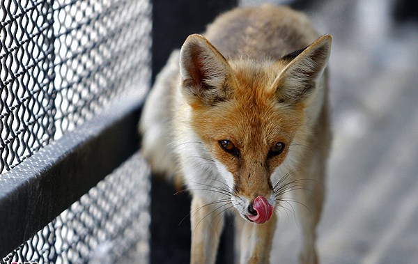 sari zoo(iran)