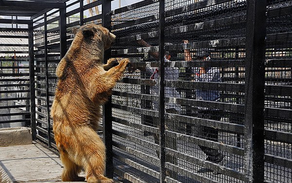 sari zoo(iran)