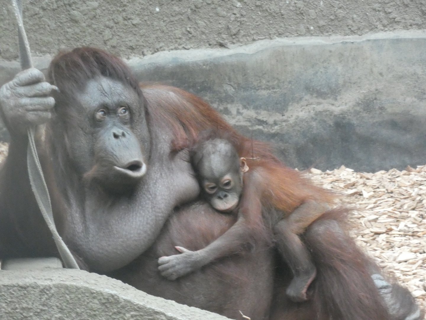 Sarieki and Tombol Bornean Orang-utans