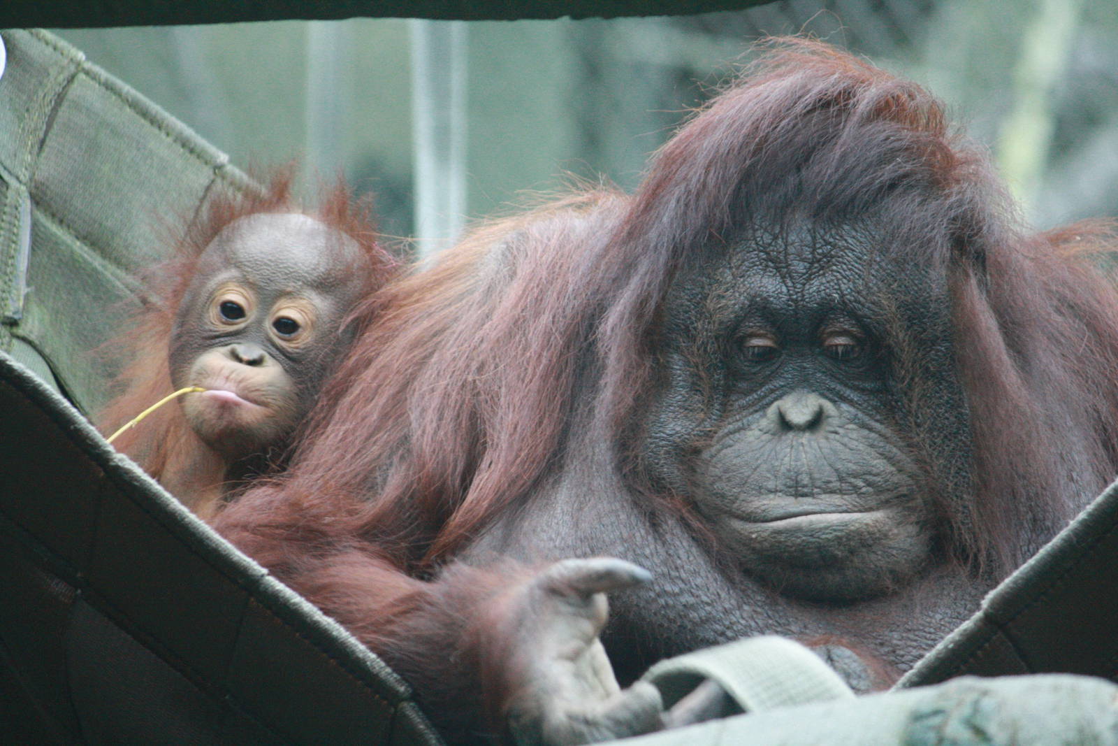Sarikei and Iznee ?? - 20 November 2010