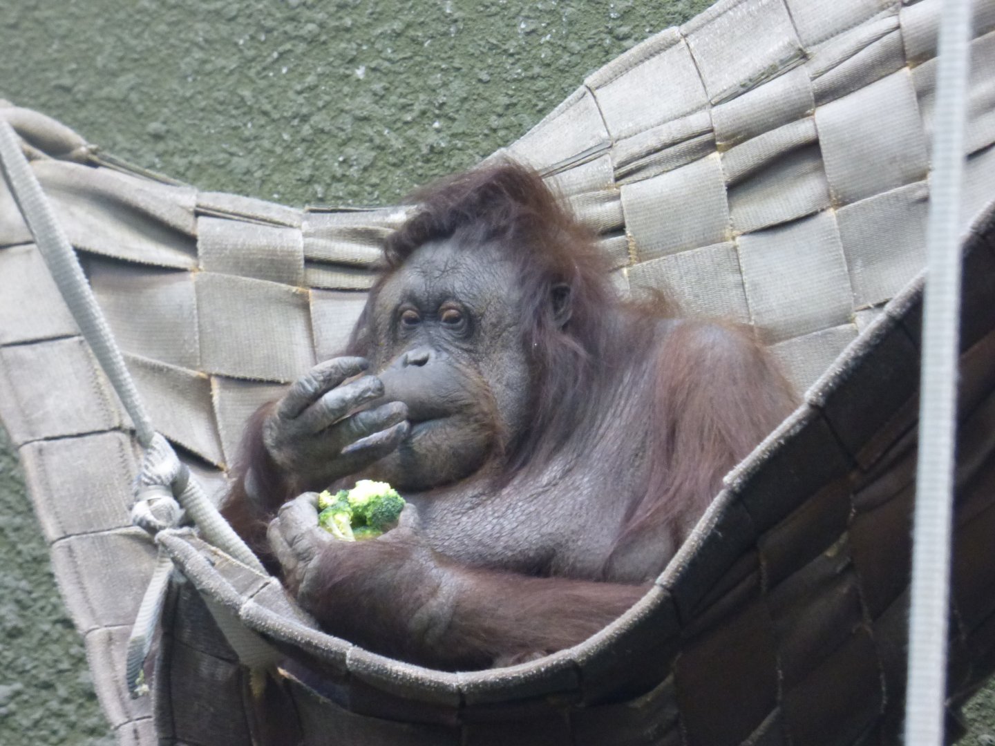 Sarikei eating her broccoli!