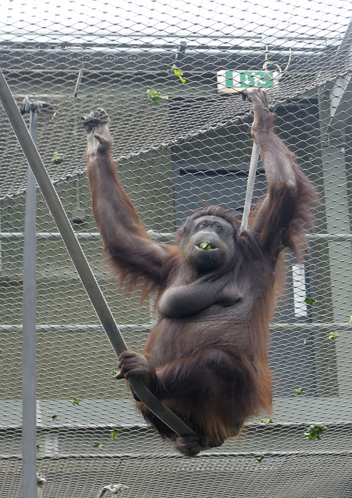 Sarikei enjoying her food