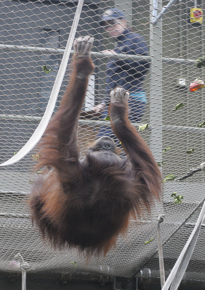 Sarikei selecting her favourite veg