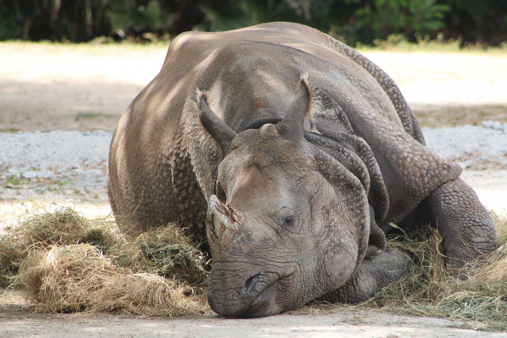 “Sarita” the Indian Rhino (Rhinoceros unicornis)