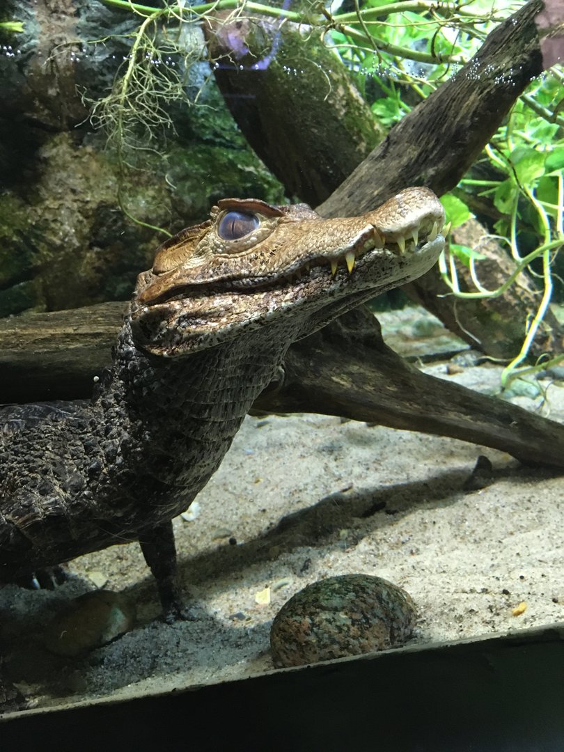 Särkänniemi aquarium