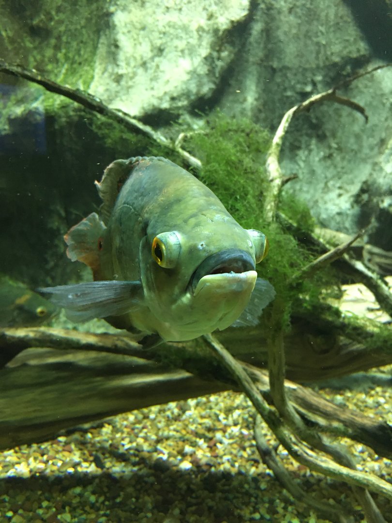 Särkänniemi aquarium