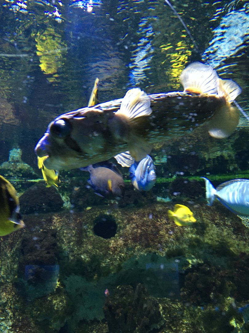 Särkänniemi aquarium