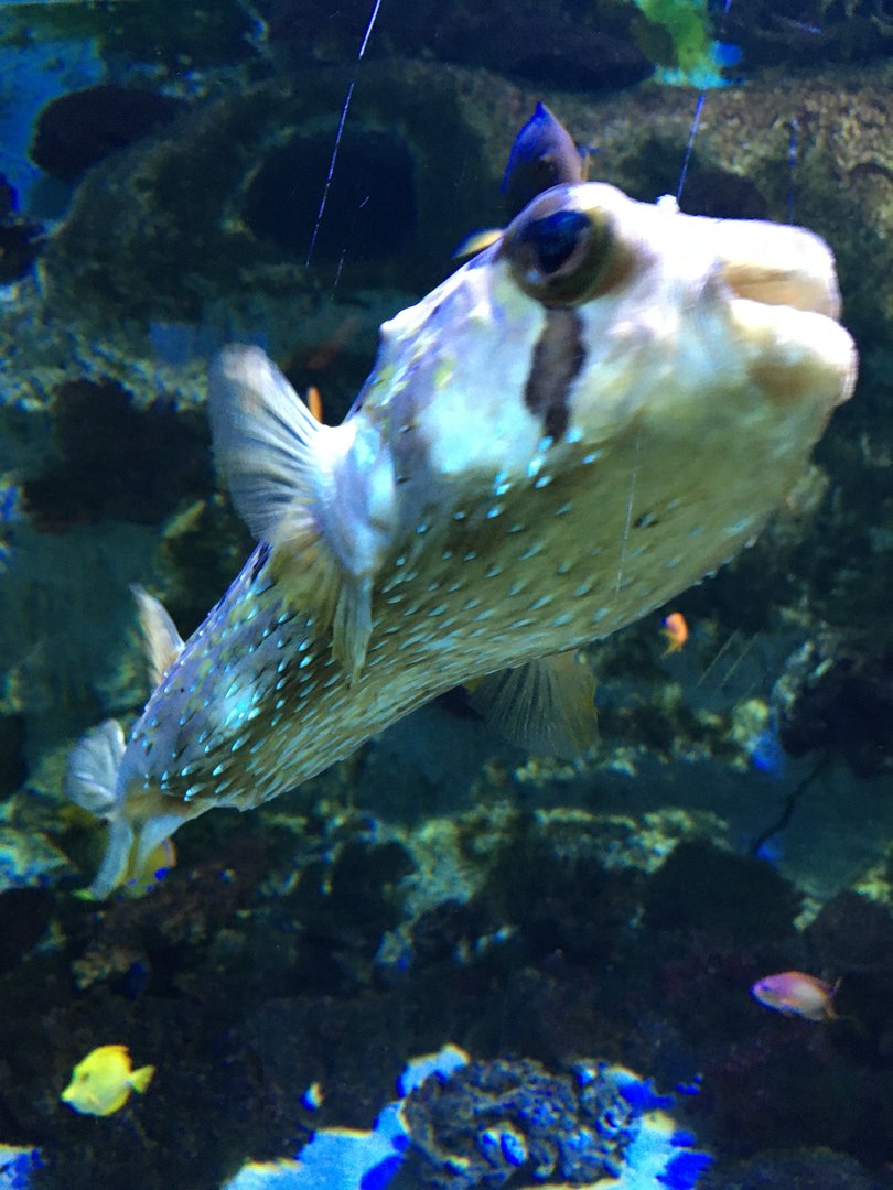 Särkänniemi aquarium