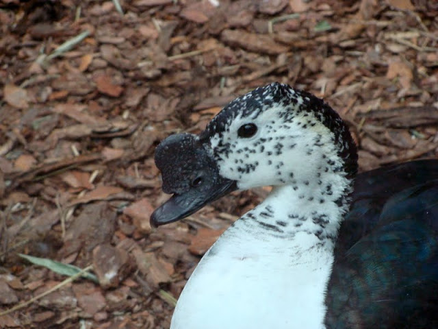 Sarkidiornis melanotos