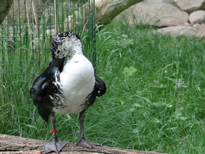 Sarkidiornis melanotos