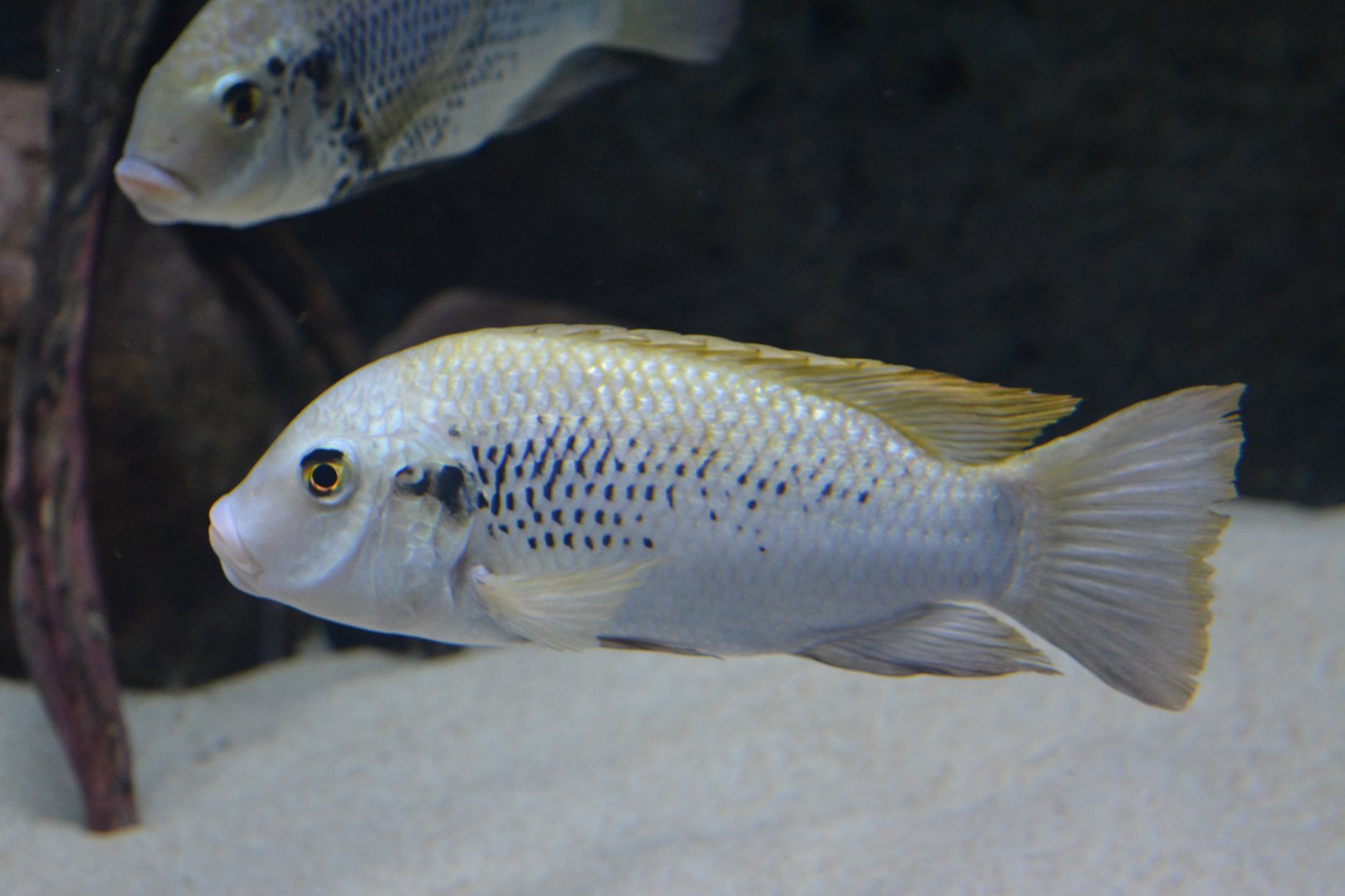Sarotherodon galilaeus multifasciatus