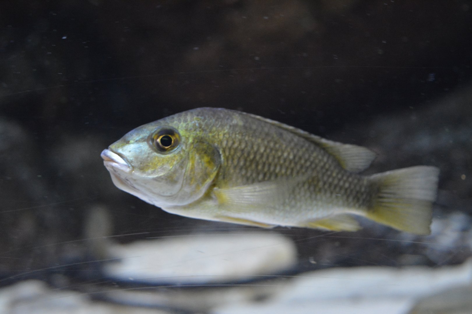 Sarotherodon knauerae