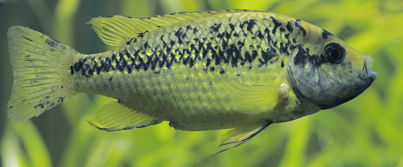 Sarotherodon lohbergeri