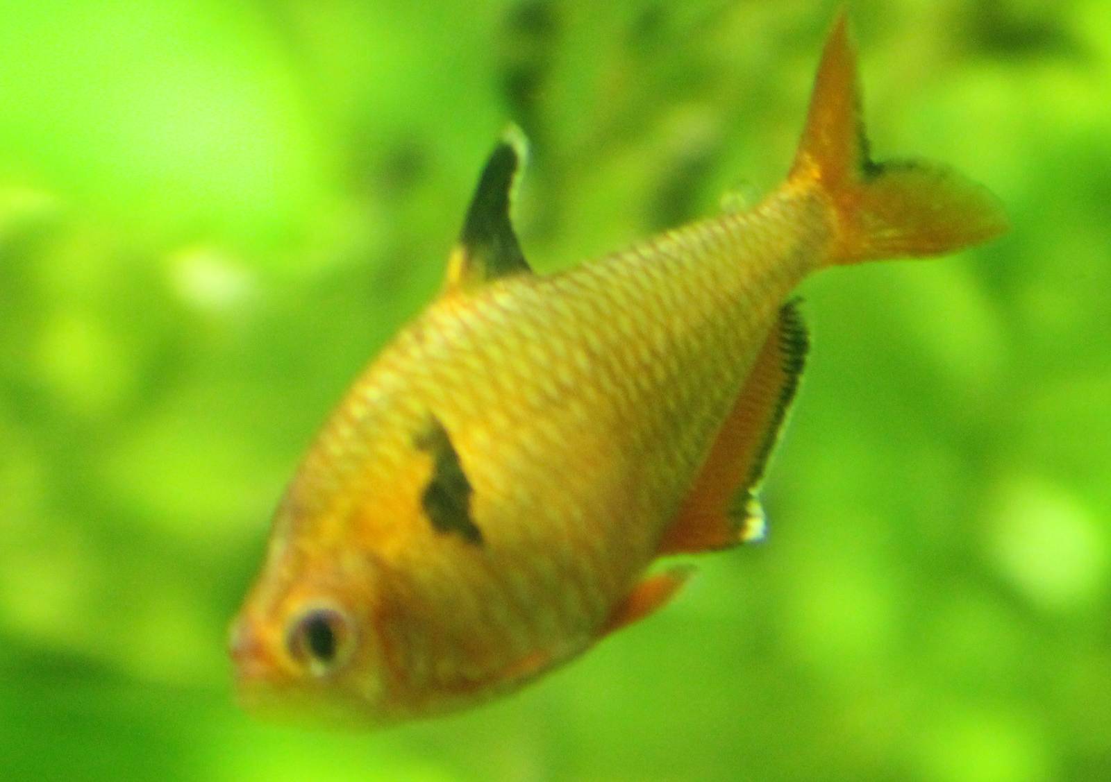 Sarpae tetra