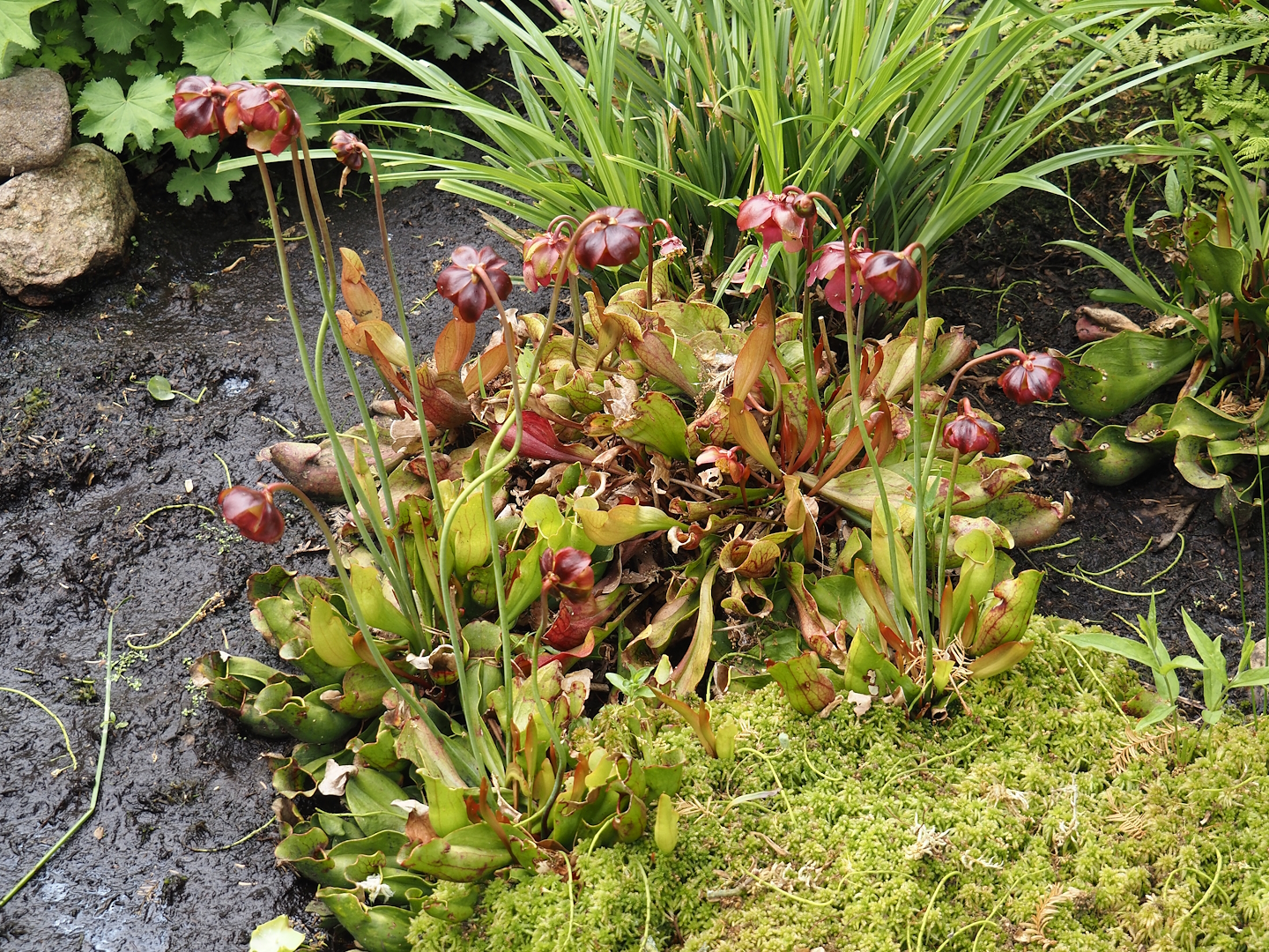 Sarracenias, 2024-05-21